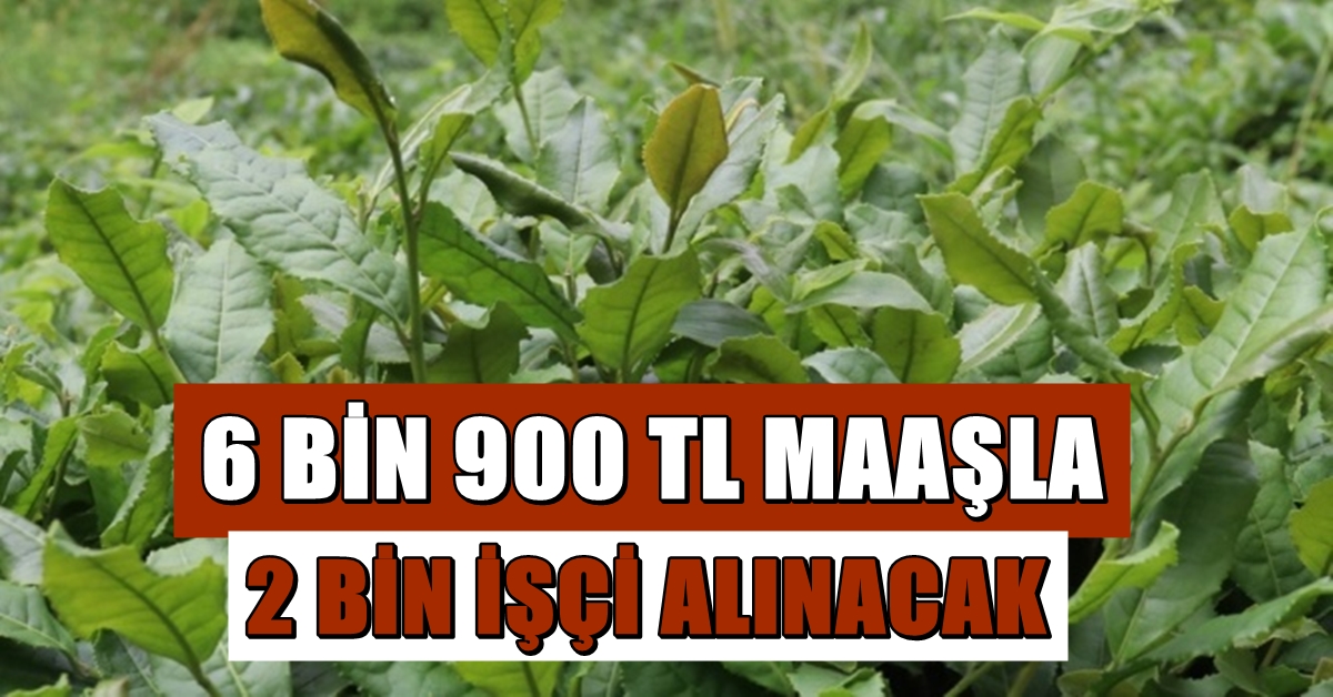 İşçi Azalınca 6 Bin 900 Lira Maaşla İşçi Aranıyor 1 AAAAAA