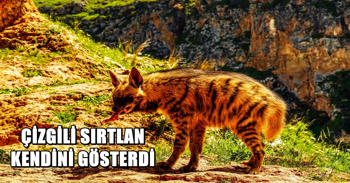 Çizgili Sırtlan Yine Görüntülendi