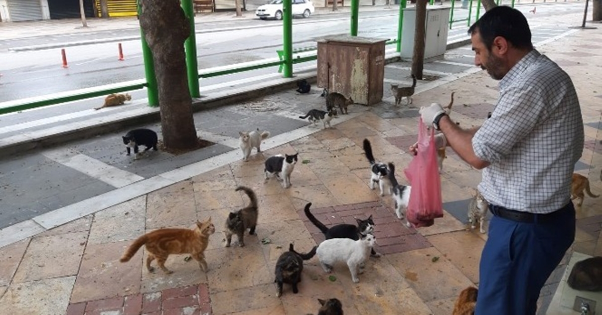 Sokağa çıkma kısıtlamasının son gününde aç kalan onlarca kedi otele akın etti.