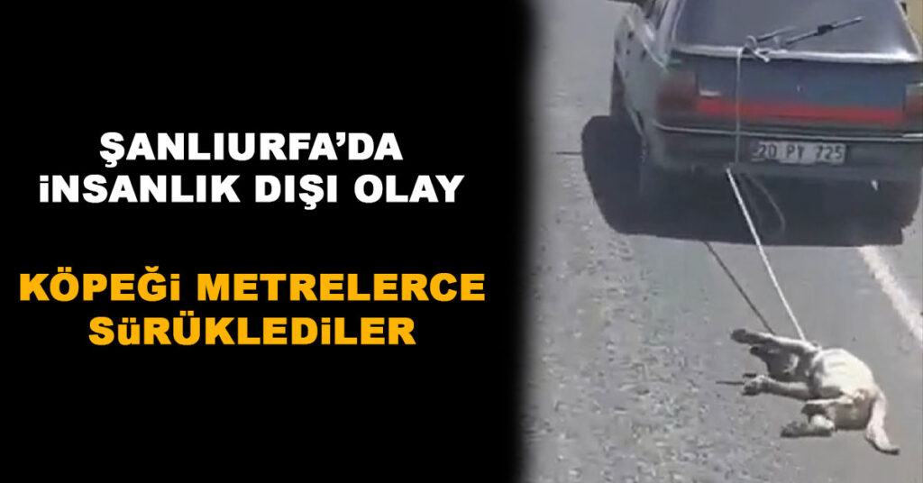 Şanlıurfa'da Köpeğe İşkence! Ölüme Böyle Sürüklediler 1 Köpeğe İşkence