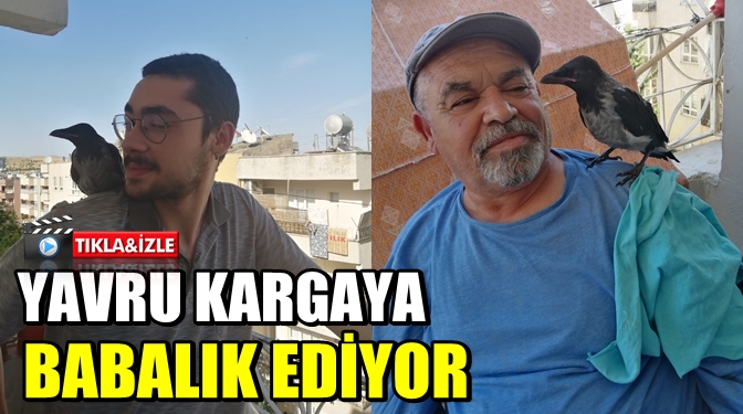 Urfalı Öğretmen Yavru Kargaya Babalık Ediyor 1 ziya ince A