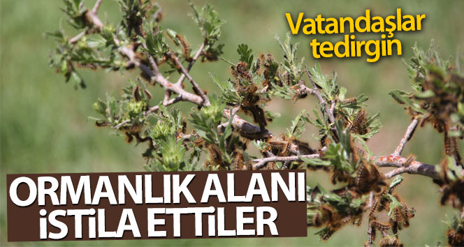 Türkiye'de Tırtıl İstilası Başladı 1 3327037