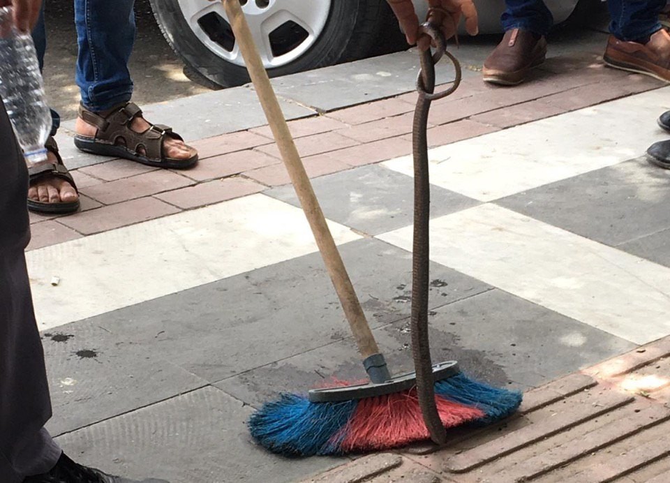 Urfa'da Yürüyen Vatandaşların Üzerine Yılan Düştü 3 Şanlıurfa Yılan