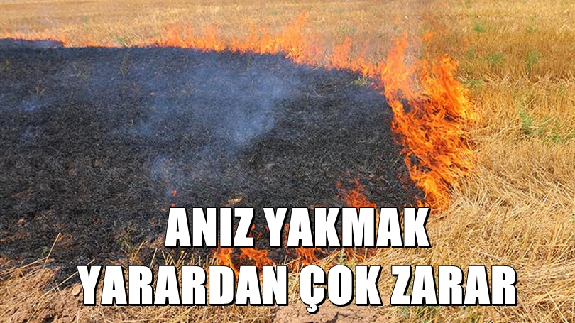 aniz yakma