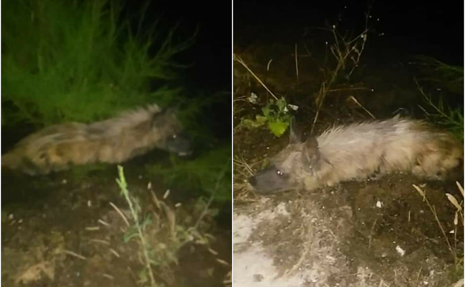 Urfa’da Çizgili Sırtlan Yaralı Halde Bulundu 1 cizgili sirtlan urfa
