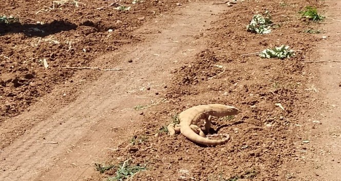 Urfa’da Çöl Varanı Doğal Yaşam Alanına Bırakıldı 1 urfa col varani