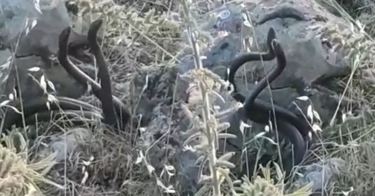 Şanlıurfa'da Yılanların Çiftleşme Dansı Görüntülendi 1 Şanlıurfa Yılan