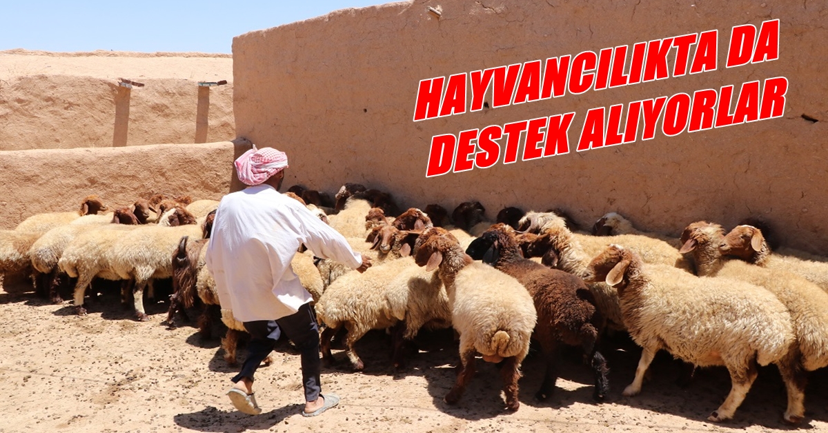 Suriyelilere Hayvancılıkta da Destek Veriliyor 1 SURİYELİLER