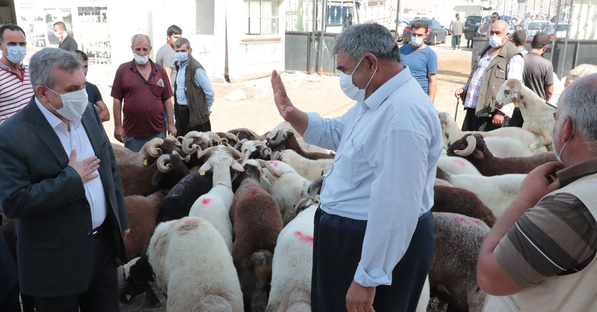 Beyazgül Kurban Bayramı Öncesi Canlı Hayvan Borsasında 3 beyazgul 2