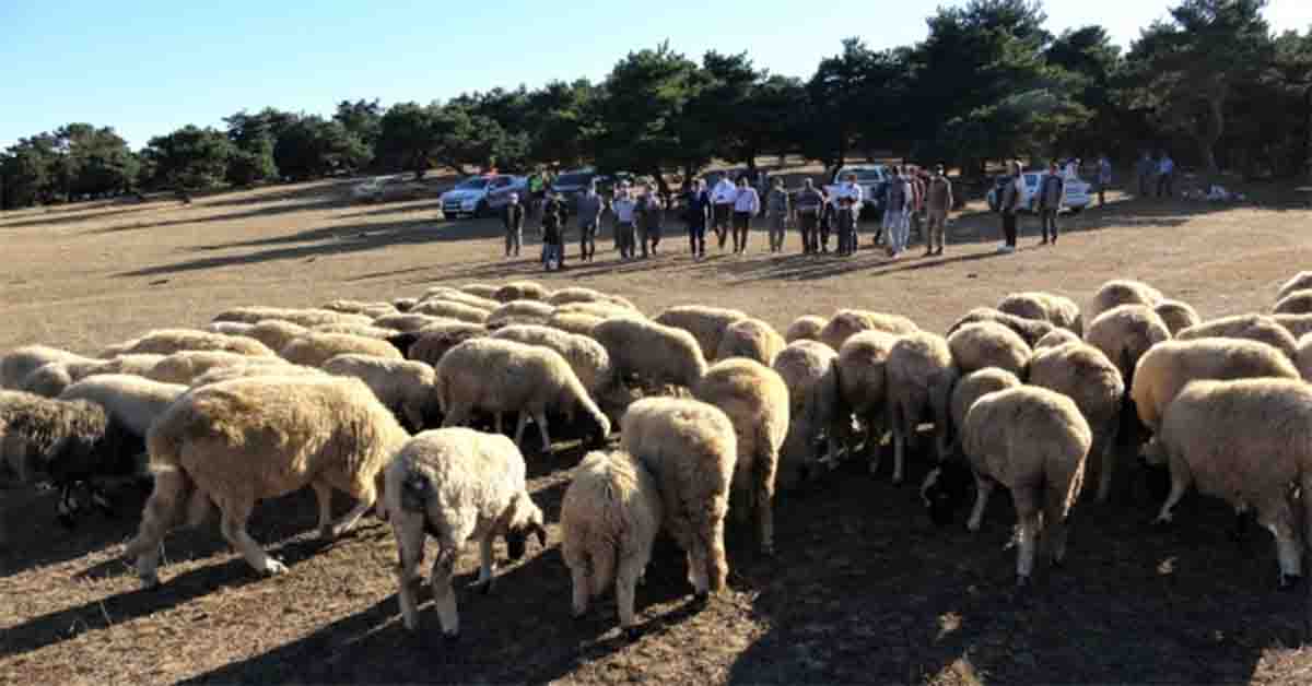 Türkiye'de bir ilk, 4 bin çiftçi başvurdu 1 45 bin çiftçi başvurdu iç