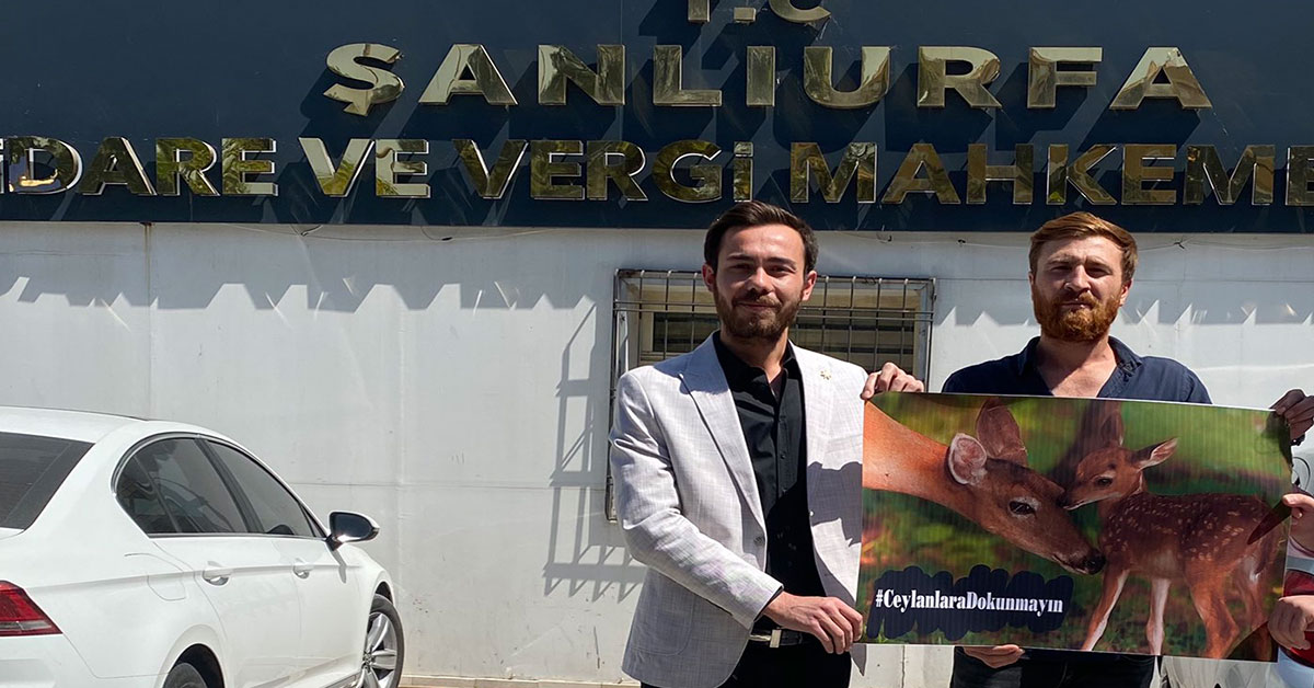 Mücadeleden Müjde Geldi! Urfa Ceylanları Öldürülmeyecek 1 ceylan urfa