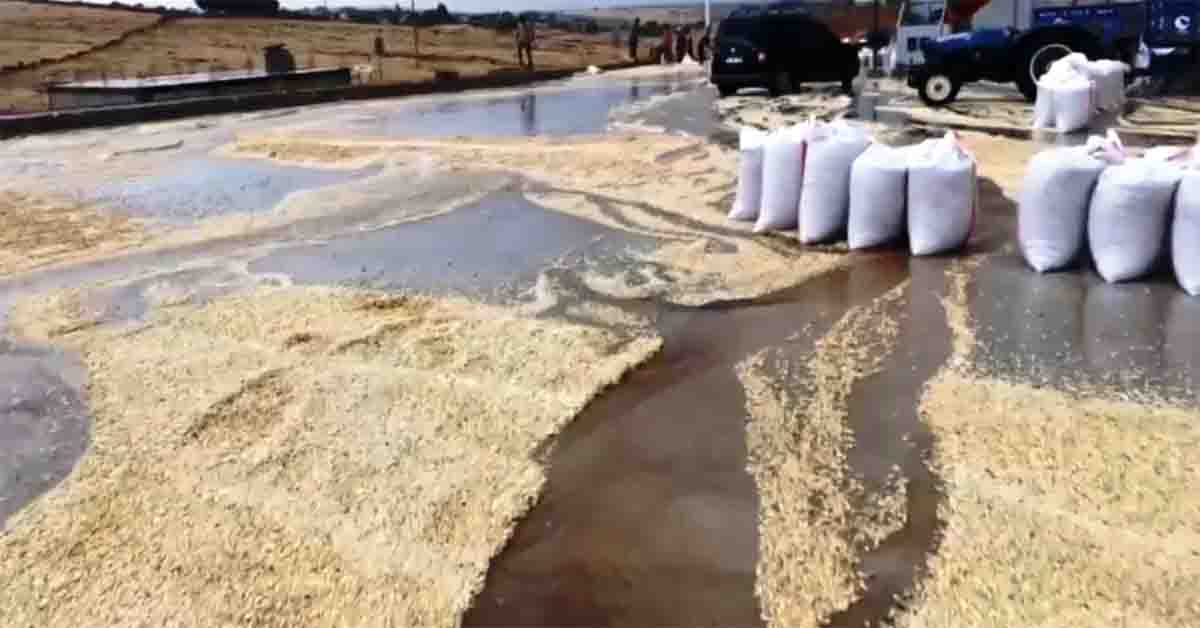 anlıurfa da yağmur yağışı fıstığa zarar verdi