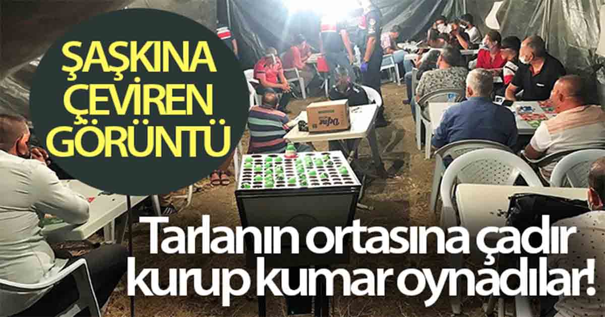 Jandarmayı şaşkına çeviren operasyon 1 Tarlanın ortasında cadır kurup kumar oynattılar