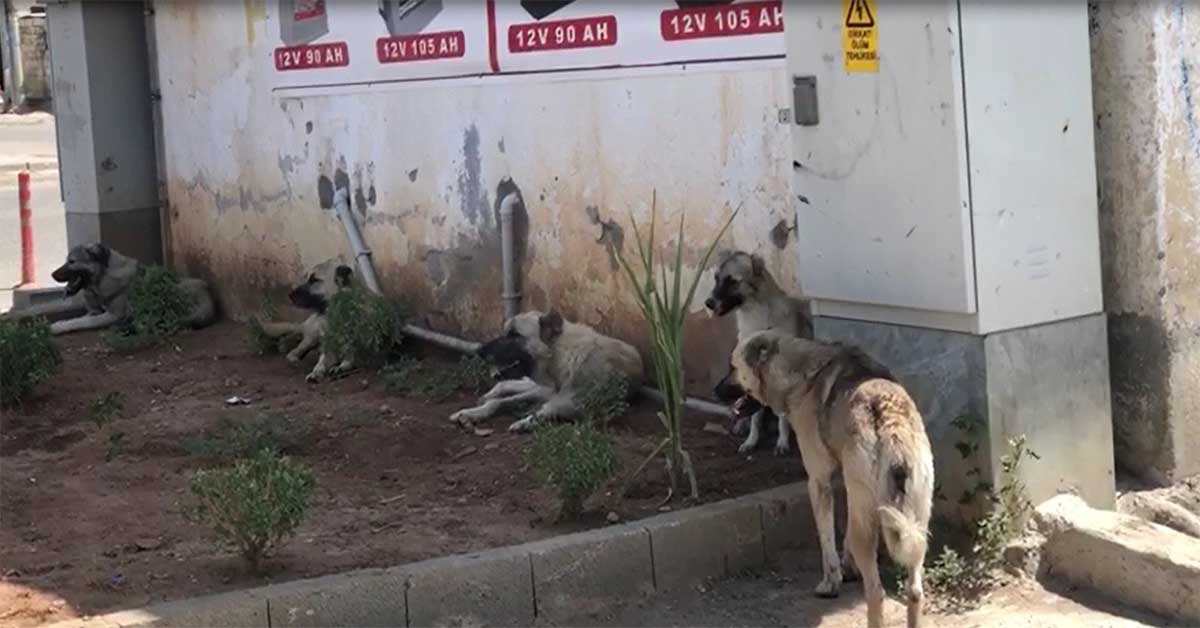 Urfa da Sokak köpekleri vatandaşları tedirgin ediyor