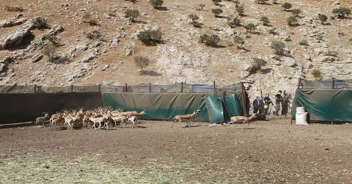 Urfa'lı Ceylan'lar Cudi dağında 4 cudi dagına 50 ceylan birakildi