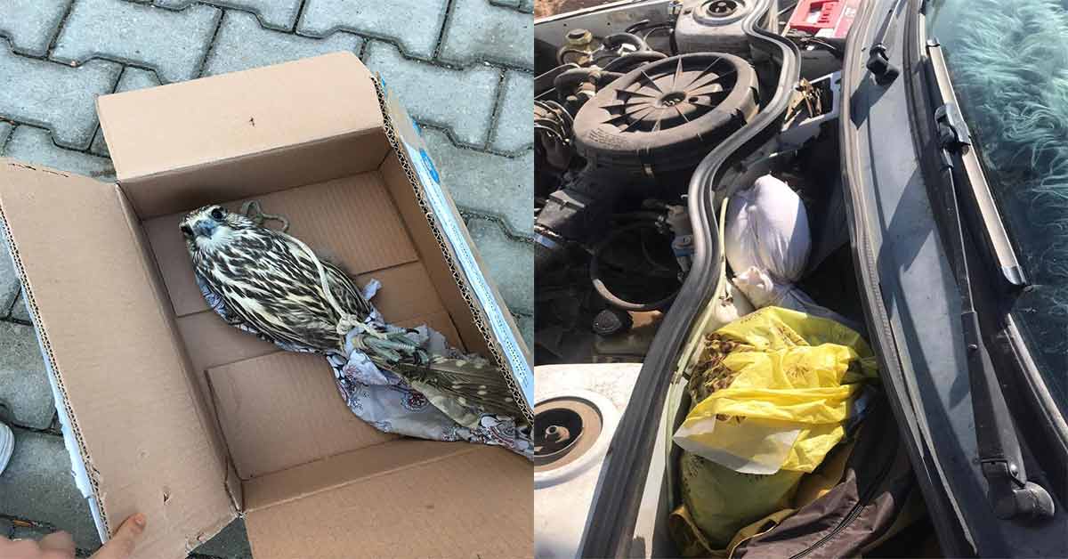 Urfa'ya gelirken Yırtıcı kuş kaçakçılarıyakalandı 2 yırtıcı hayvanlar