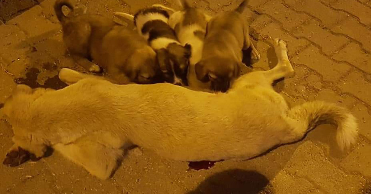 Urfa'da Öldürülen köpeğin Yavruları Yürek Dağladı 1 Ölen Köpeğin Yavruları Yürek Dağladı