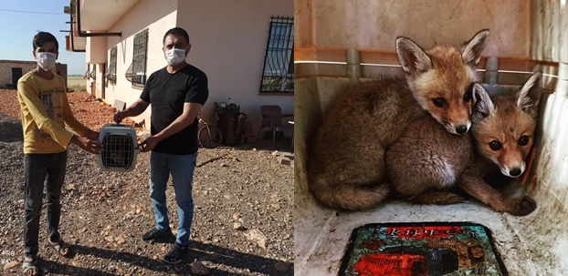 Urfa'da Yavru Tilkileri Yetkililere Teslim Etti 1 hilvan haberleri