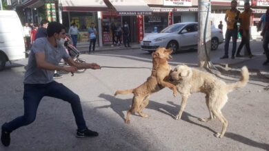 Şanlıurfa Köpek Kavgası