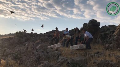 Photo of Şanlıurfa’da Çekirgeye Karşı Kınalı Keklikler Devrede