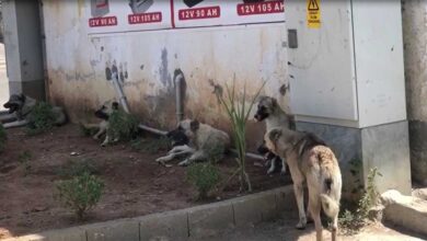 Urfa da Sokak köpekleri vatandaşları tedirgin ediyor