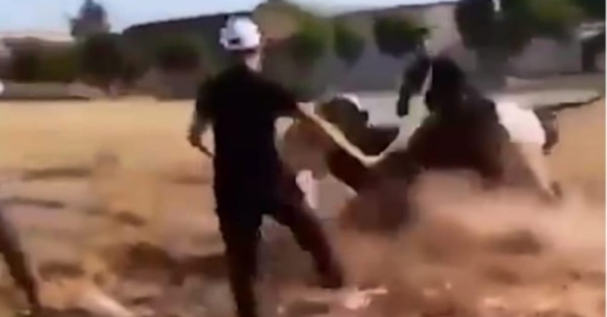 köpek kavgası