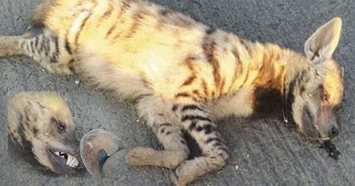 Urfa'da Nesli Tükenen Sırtlan Kazada Telef Oldu 1 Sırtlan Şanlıurfa