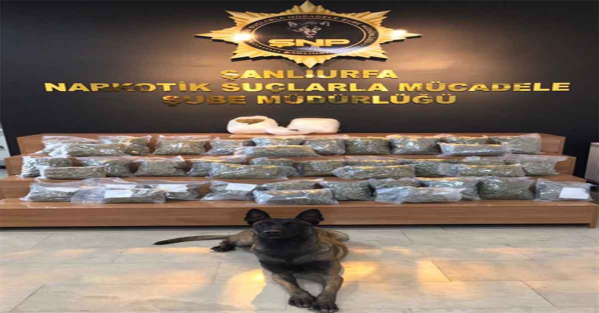 Urfa'da 26 Kilo 400 Gram Skunk Maddesi Ele Geçirildi 1 Urfa'da 26 Kilo 400 Gram Skunk Maddesi Ele Geçirildi