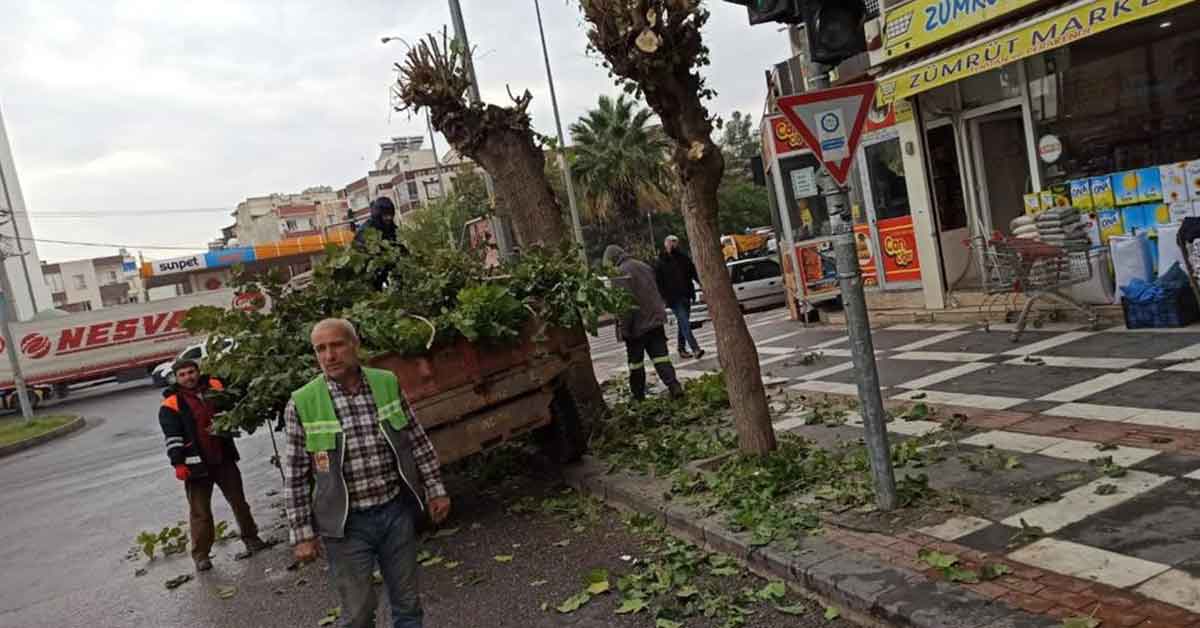 Viranşehir’de Ağaçlarda Çalışması Yapıldı 1 Viranşehir