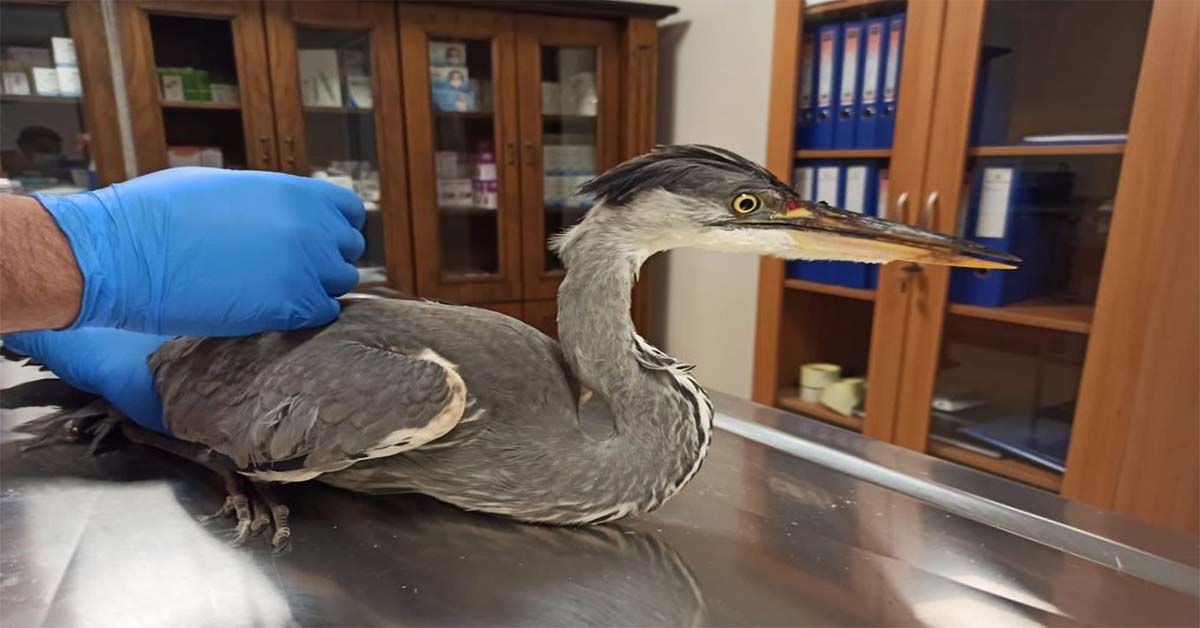 Şanlıurfa'da yaralı kuş tedavi altına alındı