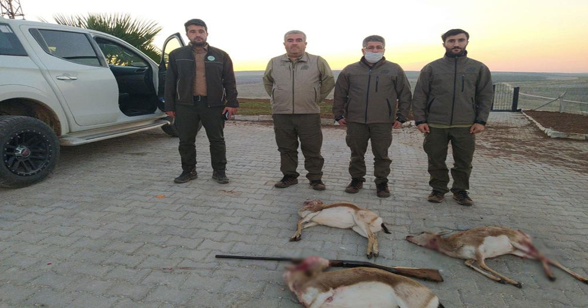 Urfa'da Ceylan Avcılarına Suçüstü 1 Urfa Ceylan Avcıları
