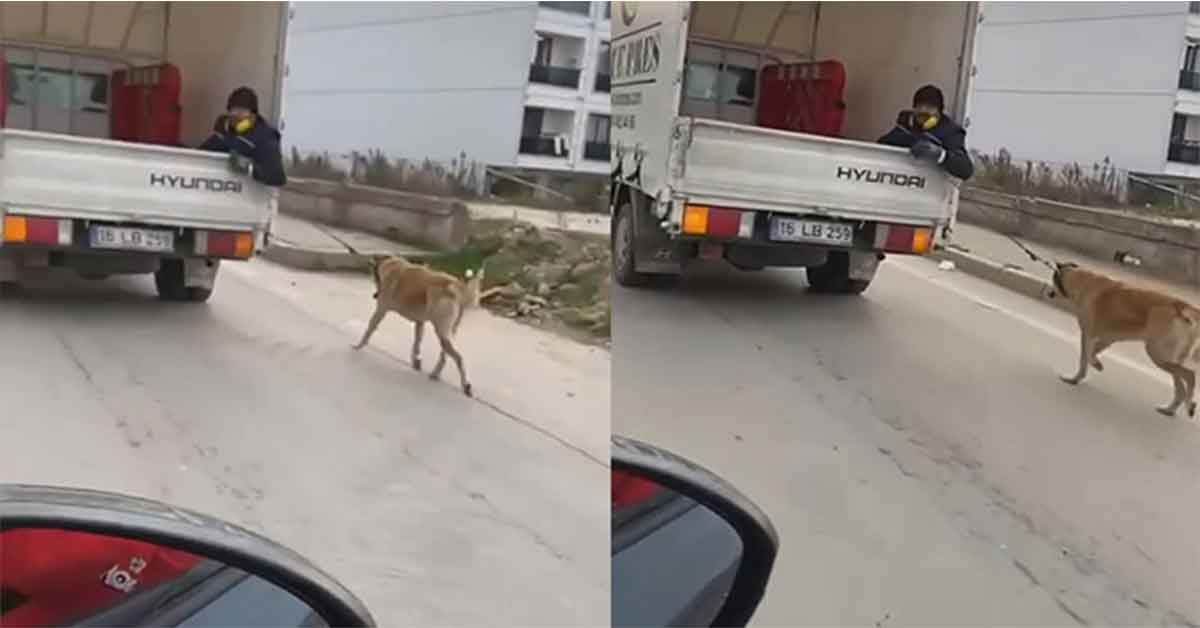Köpeği kamyonetin arkasında sürükledi 1 Köpeği kamyonetin arkasında sürükledi