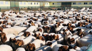 Şanlıurfa’da 37 bin 200 kuzu annesiyle buluştu