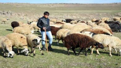 Urfa kısıtlamada çobanlar işlerinin başında