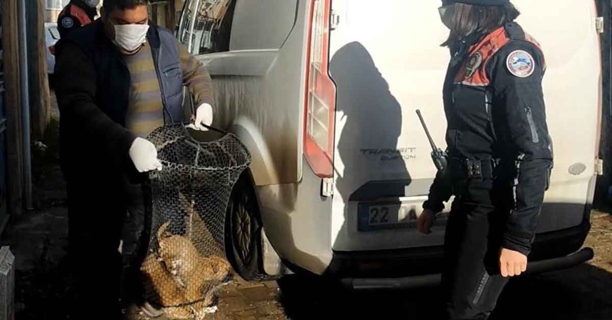 Boş Binada Köpeğe Tecavüz Ederken Yakalandı 1 SAVE 20210126 124200