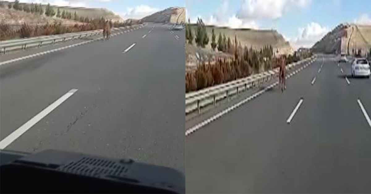 Antep-urfa otobanında at hipodromdaymış gibi koştu 1 Antep-urfa otobanında at hipodromdaymış gibi koştu