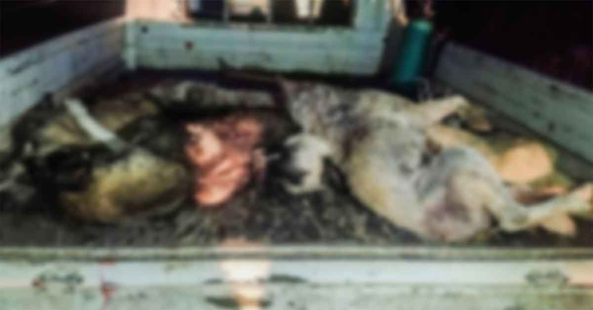 Ceylanpınar’da toplu köpek katliamı
