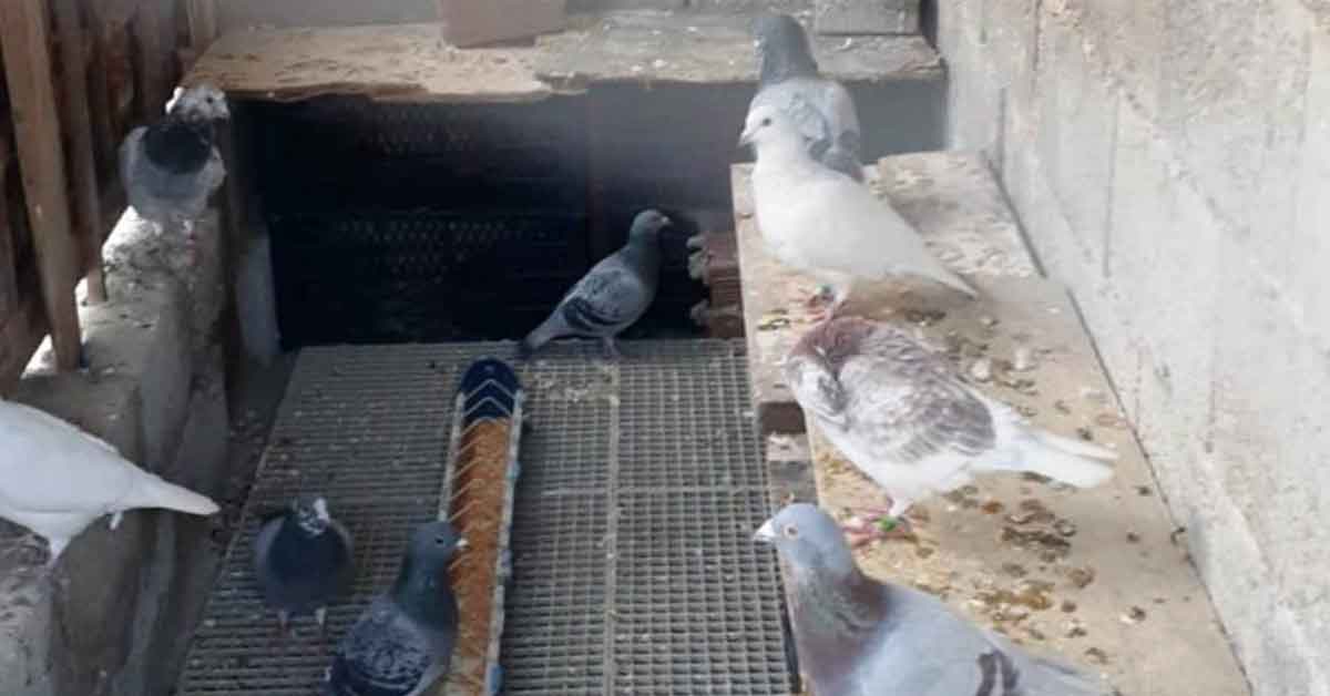 Şanlıurfa’da 2 cinayetin zanlısı kümeste yakalandı 2 Cinayet Şanlıurfa