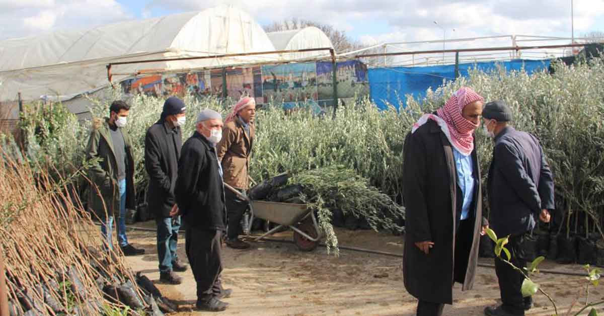 Urfa'da Fıstık Fidanında Rekor Satış 5 Şanlıurfa Fıstık Fidanı