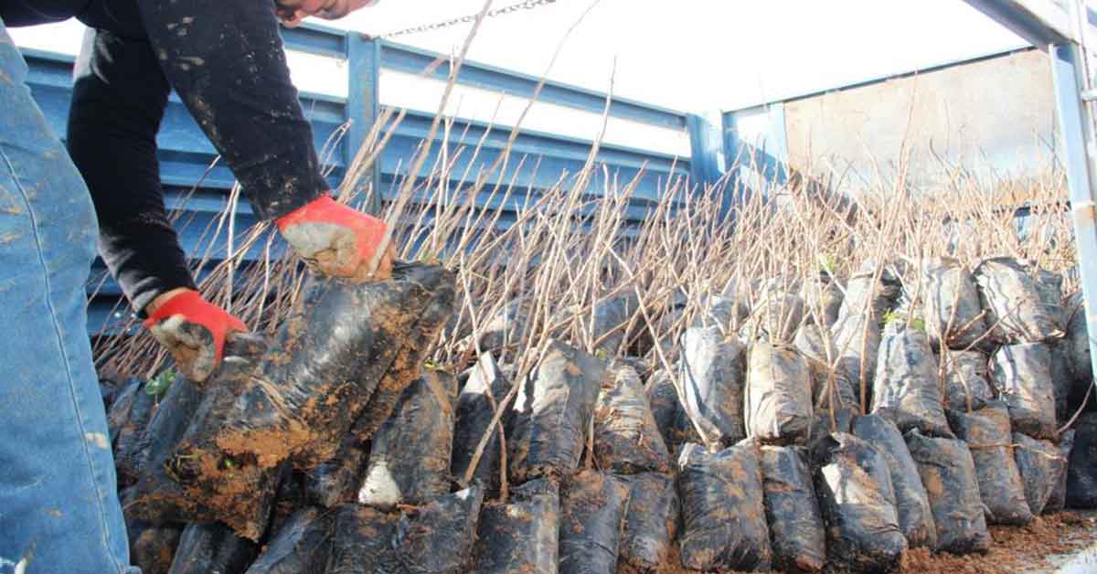 Urfa'da Fıstık Fidanında Rekor Satış 4 Şanlıurfa Fıstık Fidanı