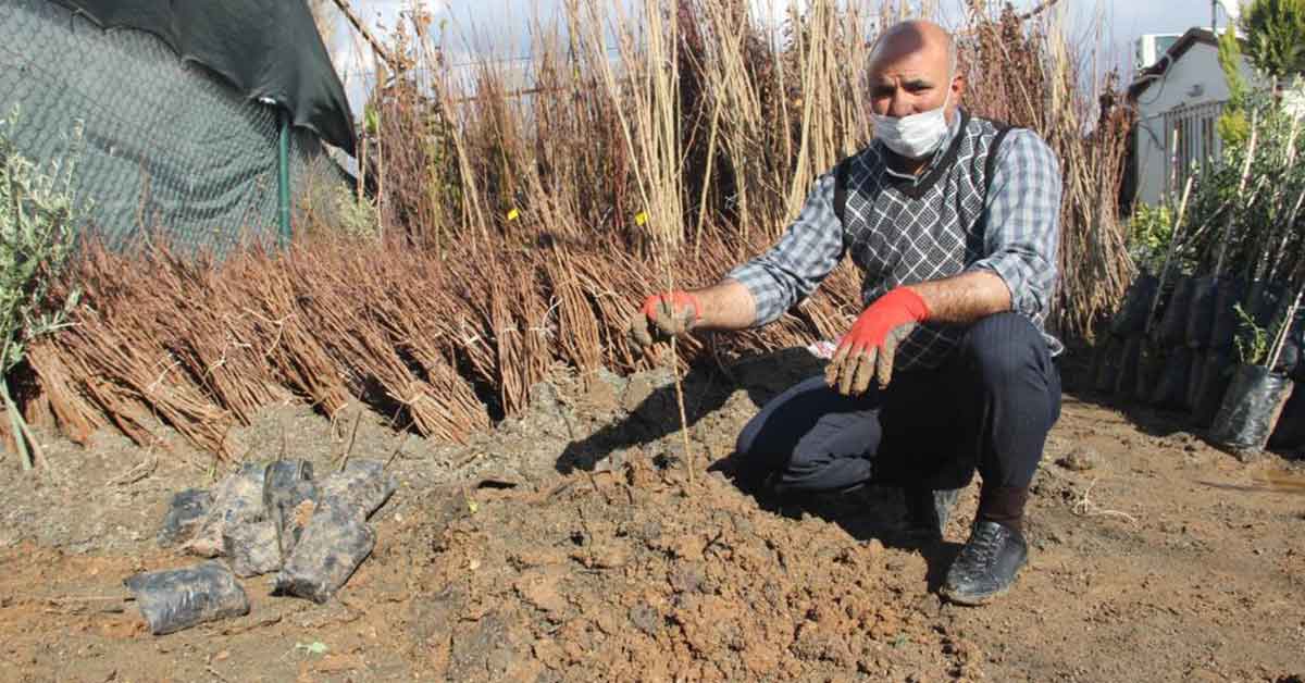 Urfa'da Fıstık Fidanında Rekor Satış 1 Şanlıurfa Fıstık Fidanı