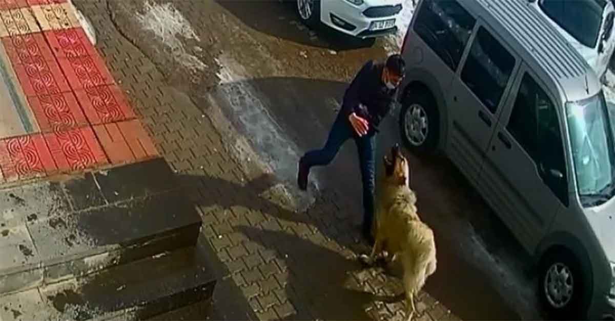 Kendisine saldıran köpeği yumruklayarak kurtuldu