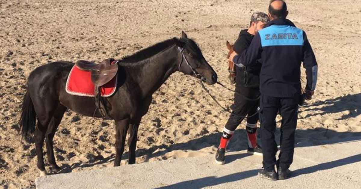 Urfa'da Yarışıp Sakatlanan Ata Belediyeden Engel 1 Urfa At Yarışı