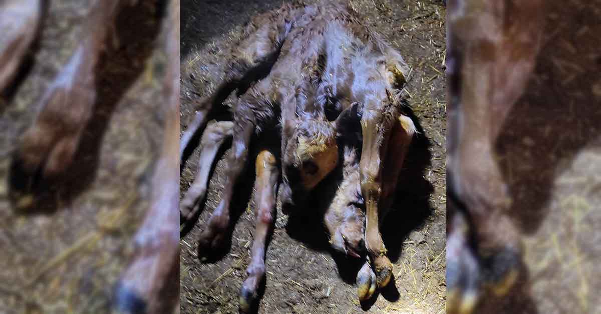 Şanlıurfa’da Doğdu! 2 Kafa, 2 Kuyruk ve 6 Ayağı Var 1 2 kafalı buzağı
