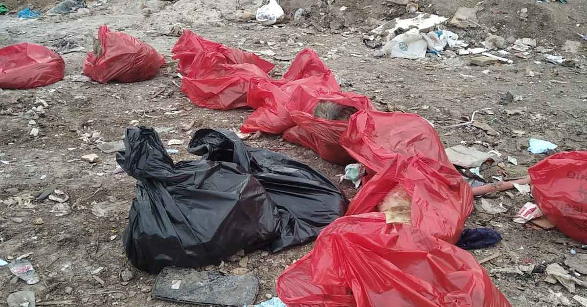 Köpek katliamı