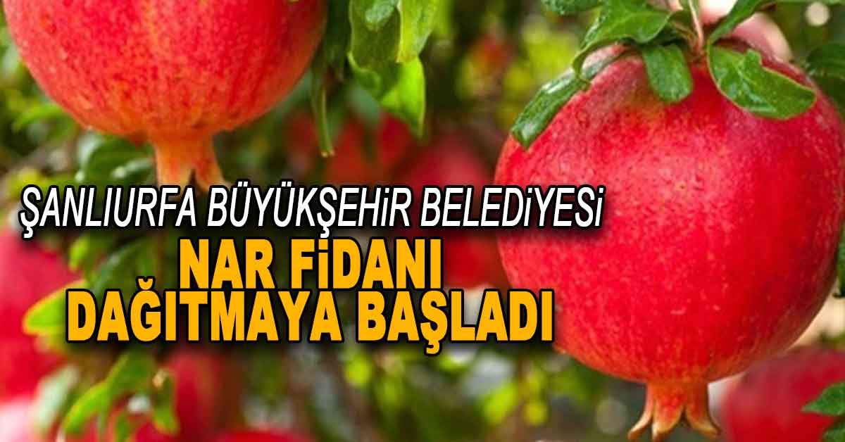 Urfa Büyükşehir Nar Fidanı Dağıtıyor 2 nar fidani urfa 1