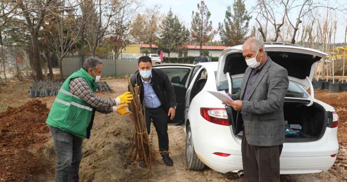 Urfa Büyükşehir Nar Fidanı Dağıtıyor 1 nar fidani urfa