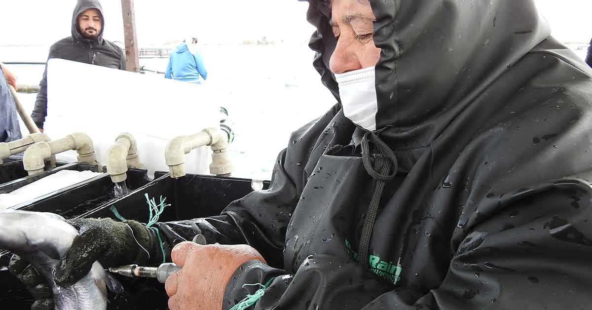 Şanlıurfa'da üretilen yerli aşılarla Milyonlarca balık tek tek aşılanıyor 2 balık aşılanması