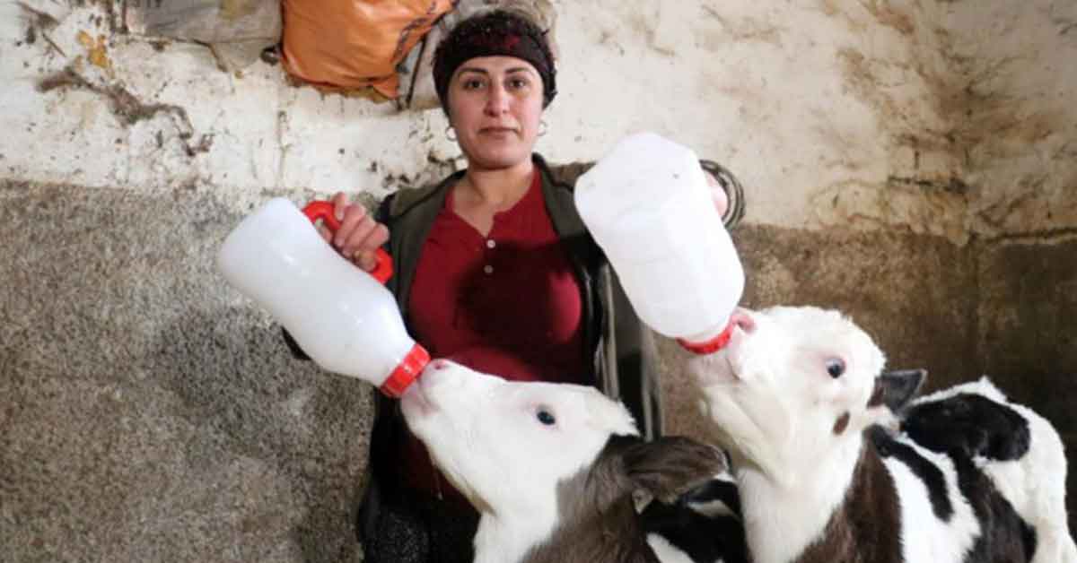 Aldığı iki inek geçim kapısına dönüştü 1 Aldığı iki inek geçim kapısına dönüştü