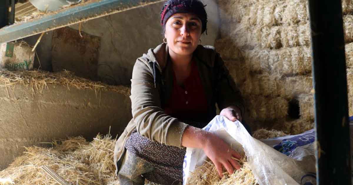 Aldığı iki inek geçim kapısına dönüştü 2 Aldığı iki inek geçim kapısına dönüştü